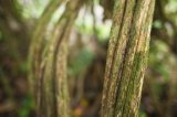 Liana d'ayahuasca (Getty)